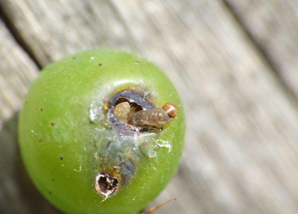 Fig. 4 - Lobesia botrana