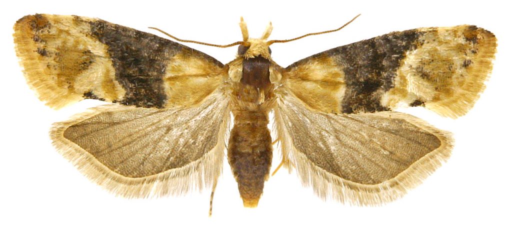 Fig. 5 - Eupoecilia ambiguella