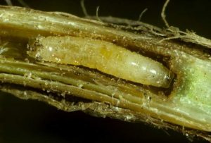 Figura 1 - Larva musca cenusie a cerealelor (Delia coarctata)