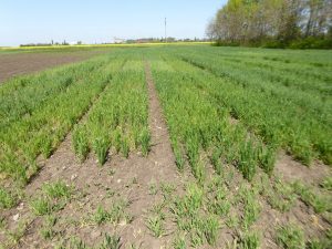 Figura 2 - Atac de larve de muste, la cultura orzului de toamna (goluri in cultura)