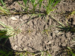 Figura 3 - Atac de larve de muste, la cultura de triticale (plante mai slab dezvoltate decat cele normale)