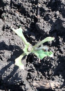 Larva de viespea rapitei, scheletuind frunzele de rapita