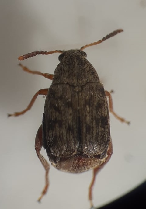 Fig 1 Acanthoscelides obtectus adult Sănătatea Plantelor