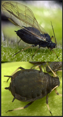Forma Aptera fig 1 - Aphis fabae forma aripata si forma aptera - Sănătatea Plantelor