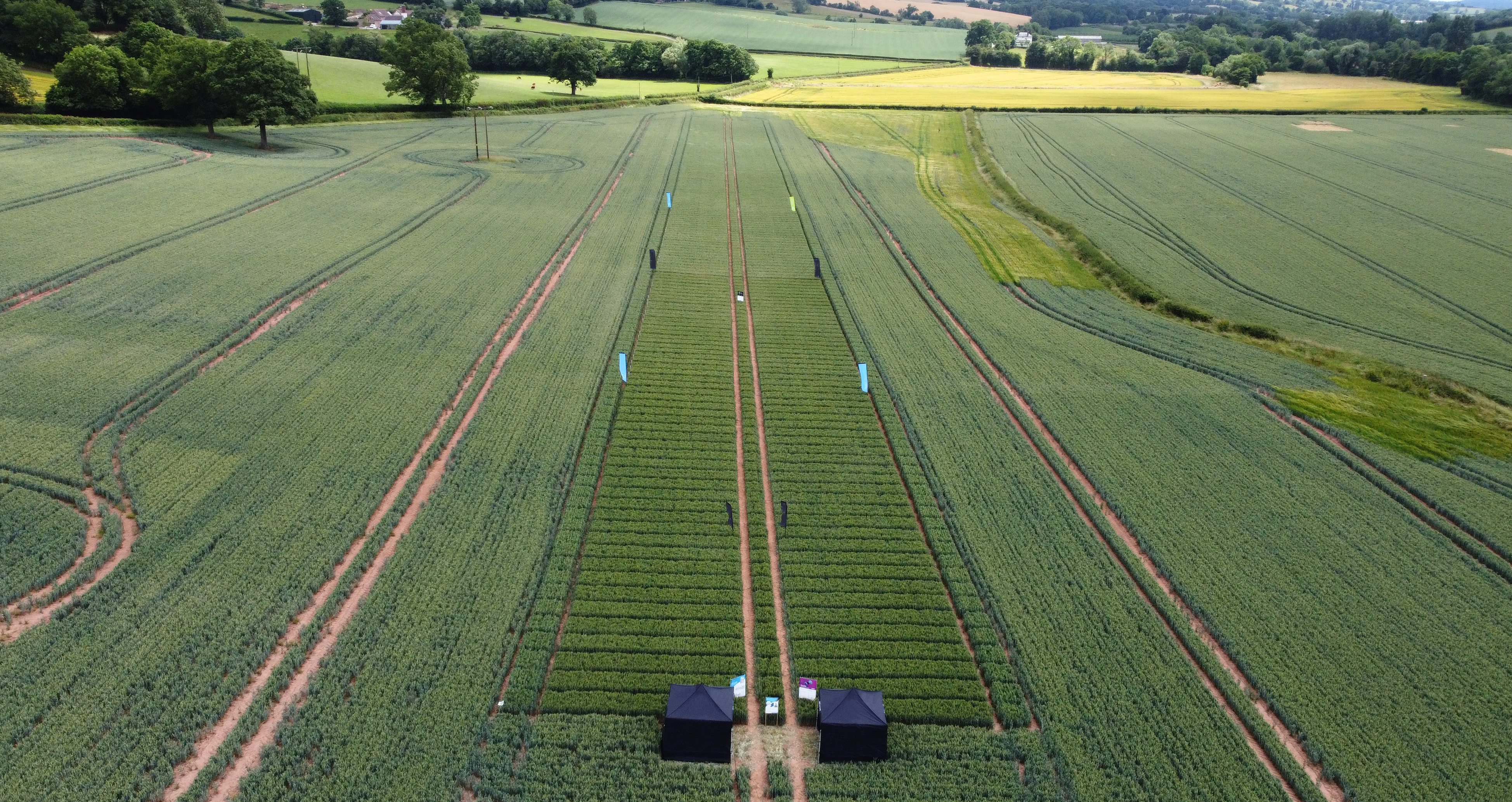 ADAMA Targets Latin American Produce Exports with New Dual-Action Insecticide